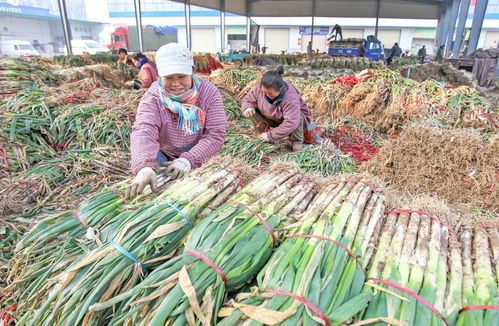 22年圓夢創(chuàng)城 顏值與魅力俱增，文明與發(fā)展共舞——聚焦食用農(nóng)產(chǎn)品批發(fā)