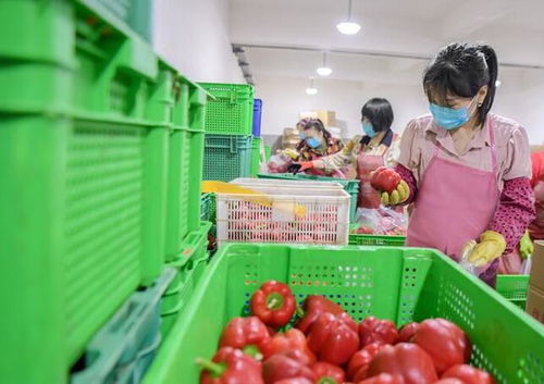 惠安 守護菜籃子，保障食用農(nóng)產(chǎn)品批發(fā)安全